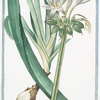 Narcissus maritimus = Pancratzio = Narcisse marin. [Sea daffodil]