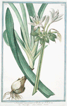 Narcissus maritimus = Pancratzio = Narcisse marin. [Sea daffodil]