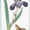 Iris major, latifolia, Romana caerulea = Giglio Pavonazzo = Flambe. {Tall bearded Iris
