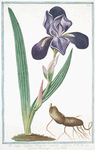 Iris major, latifolia, Romana caerulea = Giglio Pavonazzo = Flambe. {Tall bearded Iris