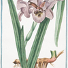 Iris Susiana, flore maximo, ex albo nigricante = Giglio di Faraone = L'Iris, ou Flambe.