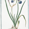 Iris, versicolor corollis imberbibus germinibus, Subtrigonis = Iride variegato = L'Iris, ou Flambe. [Blue Flag. Poison Flag. Flag Lily. Liver Lily. Snake Lily. Dragon Flower. Dagger Flower. Water Flag]