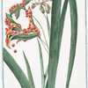 Iris faetidissima, seu Xyris = Spatola fotida = Glayeul puant. [Iris foetidissima, Stinking Iris, Roast beef plant]