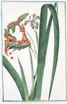 Iris faetidissima, seu Xyris = Spatola fotida = Glayeul puant. [Iris foetidissima, Stinking Iris, Roast beef plant]