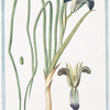 Sisryrinchium = Irisbulbosa Hort. = Hermodactylus = Ermodattilo, o fiore della vedoua = Iris. [Blue eyed grass]