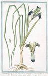 Sisryrinchium = Irisbulbosa Hort. = Hermodactylus = Ermodattilo, o fiore della vedoua = Iris. [Blue eyed grass]