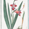 Gladiolus utrinque, floridus, flore rubro = Spadette rosse, o Glajuolo = Glayeul. [Sword lily]