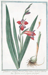 Gladiolus utrinque, floridus, flore rubro = Spadette rosse, o Glajuolo = Glayeul. [Sword lily]