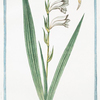 Gladiolus, utrinque,  floridus, floribus albis = Glayuolo, o Spadette bianche = Glayeul blanc.
