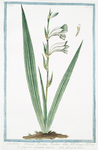 Gladiolus, utrinque,  floridus, floribus albis = Glayuolo, o Spadette bianche = Glayeul blanc.