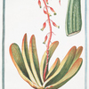 Aloe Africana, follis linguam vitulinam experimentibus = Aloe e Lingua di Vitella = Aloés.
