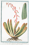 Aloe Africana, follis linguam vitulinam experimentibus = Aloe e Lingua di Vitella = Aloés.