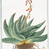 Aloe Africana, non spinosa, folio dentem lamiae simulante maculis coenosis = Aloe africana a dente di Pesce = Aloés. [Spineless African Aloe]