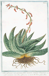 Aloe Africana, non spinosa, folio dentem lamiae simulante maculis coenosis = Aloe africana a dente di Pesce = Aloés. [Spineless African Aloe]