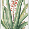 Aloe Succotrina angustifolia, spinosa, flore purpureo = Aloé Succotrina. [Fynbos aloe]