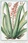 Aloe Succotrina angustifolia, spinosa, flore purpureo = Aloé Succotrina. [Fynbos aloe]