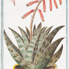 Aloé pumila zeylanica, Serpentaria = Aloé Serpentina = Aloé. [Aloé from Ceylon]