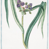 Ephemerum virginianum flore, azzureo majori = Efemero = Ephemere. [Virginian ephemerum moss]