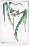 Ephemerum virginianum flore, azzureo majori = Efemero = Ephemere. [Virginian ephemerum moss]
