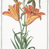 Lilium purpureo, croceum majus = Giglio Rosso = Lys rouge. [Orange lily]