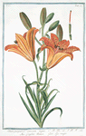 Lilium purpureo, croceum majus = Giglio Rosso = Lys rouge. [Orange lily]