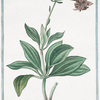 Lilium,  floribus reflexis, montanum, flore carneo = Martagone salvatico = Lys sauvage.