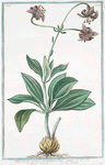 Lilium,  floribus reflexis, montanum, flore carneo = Martagone salvatico = Lys sauvage.