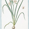 Lilia Hyacinthus vulgaris, flore niveo = Giglio di vallombrosa = Le Lys.