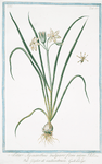 Lilia Hyacinthus vulgaris, flore niveo = Giglio di vallombrosa = Le Lys.