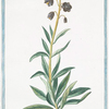 Lilio Hyacinthus vulgaris, flore caeruleo = giglio Persico = Lys Iacinte.