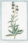 Lilio Hyacinthus vulgaris, flore caeruleo = giglio Persico = Lys Iacinte.