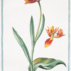 Tulipa,  versicolor media, foliolis crispis ad foliorum bafim adhaeretibus = Boca di Drago = tulipe. [Multicolor tulip]