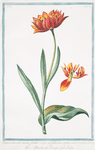 Tulipa,  versicolor media, foliolis crispis ad foliorum bafim adhaeretibus = Boca di Drago = tulipe. [Multicolor tulip]