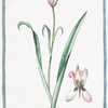 Tulipa variegata Persica = Tulipano Persiano = Tulipe. [Persian tulip]