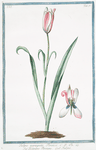 Tulipa variegata Persica = Tulipano Persiano = Tulipe. [Persian tulip]