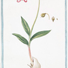 Dens Canis angustiore, longiorique folio, flore rubente = Dente di Cane = Dent de Chien. [Dog's tooth violet]