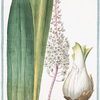 Ornithogalum maritimum, seu Scilla radice alba = Scilla maritima = La Sqiulle. [Star-of-Bethlehem from the sea]