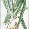 Ornithogalum, spicatum, angustifolium, floribus sature azzurreis = Giacinto spicato torchino = La Sqiulle bleue. [Spiked Star-of-Bethlehem]
