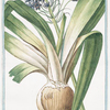 Ornithogalum umbellatum, majus sive Hyacinthus Peruvianus = Giacinto del Perú = La Sqiulle. [Star-of-Bethlehem]