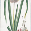 Allium Sphaerico Capite, foliolatiore, sive Scoro-doprasum alterum = Aglio grosso = Ail. [Garlic]