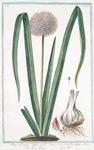 Allium Sphaerico Capite, foliolatiore, sive Scoro-doprasum alterum = Aglio grosso = Ail. [Garlic]