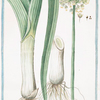 Porrum commune capitatum = Porro = Porreau. [Leek]