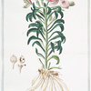 Astramera, dicta a clarissimo viro = Astramer Anglo = Hemerocalla peregrina. [Day lily]