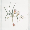 Romulea,  flore ex violaceo, et luteo variegato.