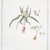 Saturnia, foliis gramineis = Maratta. [Soft lavender]