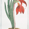 Lilio-narcissus, Jacobaeus, flore sangiuneo rutilante = Amarilli formosa = Narcise. [Lily-Daffodil]