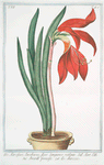 Lilio-narcissus, Jacobaeus, flore sangiuneo rutilante = Amarilli formosa = Narcise. [Lily-Daffodil]