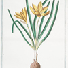 Lilio-narcissus,  luteus, autumnalis major = Colchico giallo = Lis-narcisse. [colchicum; autumn crocus; fall crocus]