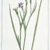 Bermudiana Iridis, folio fibrosa a radice = Bermundiana. [Blue-eyed grass]