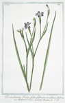 Bermudiana Iridis, folio fibrosa a radice = Bermundiana. [Blue-eyed grass]